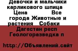 Девочки и мальчики карликового шпица  › Цена ­ 20 000 - Все города Животные и растения » Собаки   . Дагестан респ.,Геологоразведка п.